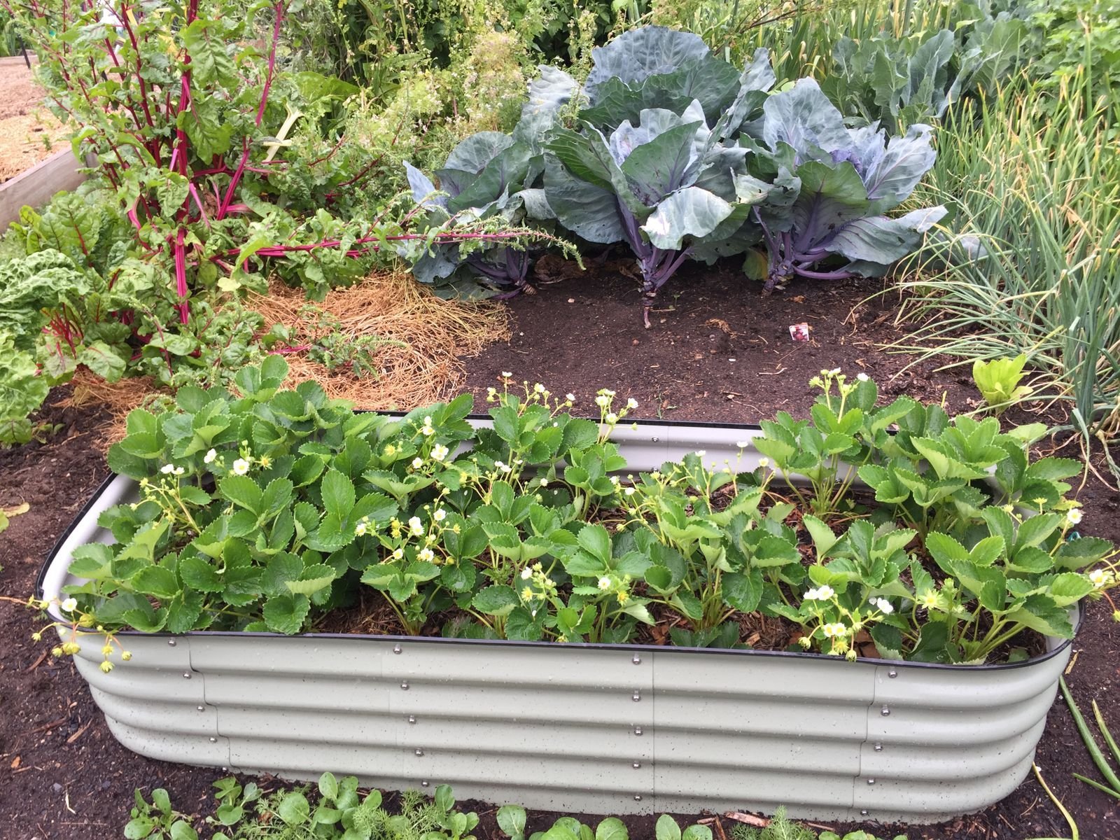Raised garden beds, set of three, photo 1 of 1